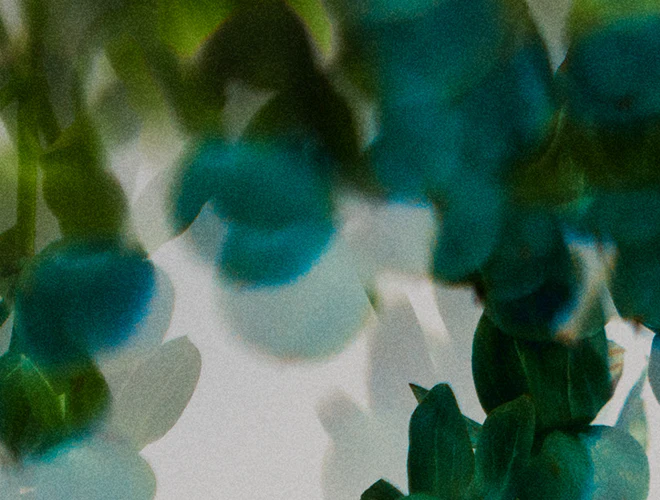 Deodorant Basil Mint - Image 6